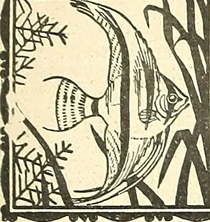 Bookyear1919 Prints: Blätter für Aquarien- und Terrarien-Kunde