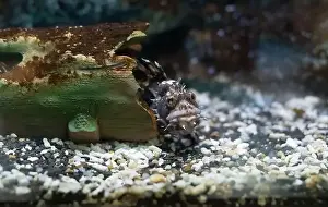 Stonefish Prints: Blepsias cirrhosus, the silverspotted sculpin fish hiding