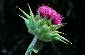Blessed / Mediterranean Milk Thistle / Variegated Thistle / Mary Thistle (Silybum marianum / Carduus marianus) in flower