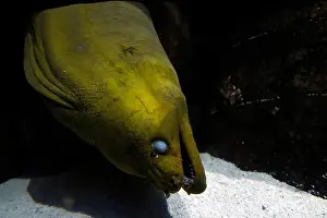 Coral Red Prints: A blind green mooray eel close up