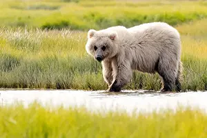 Coastal Brown Bear Prints: Blond Coastal Brown Bear cub - Brown Bear Bay