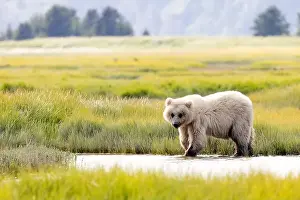 Coastal Brown Bear Prints: Blond Coastal Brown Bear cub - Brown Bear Bay