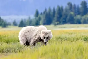 Coastal Brown Bear Prints: Blond Coastal Brown Bear cub - Brown Bear Bay