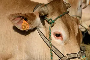 Bar Code Prints: Blonde d'Aquitaine Beef Cow or Cattle with Traceability or Identification Tag Attached to Ear