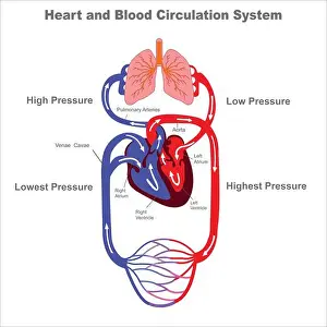 Respiratory Prints: Blood circulation system. Stylized heart anatomy