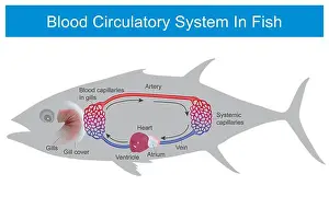 Draw Prints: Blood Circulatory System In Fish. Education related to blood circulatory system in fish.