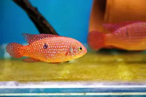 Aquatic Animal Prints: Blood-Red Jewel Cichlid - Hemichromis lifalili