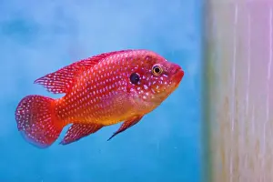 Aquatic Animal Prints: Blood-Red Jewel Cichlid - Hemichromis lifalili