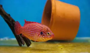 Aquatic Animal Prints: Blood-Red Jewel Cichlid - Hemichromis lifalili