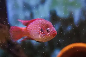 Aquatic Animal Prints: Blood-Red Jewel Cichlid - Hemichromis lifalili