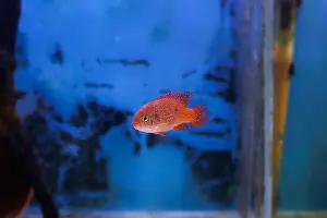 Aquatic Animal Prints: Blood-Red Jewel Cichlid - Hemichromis lifalili