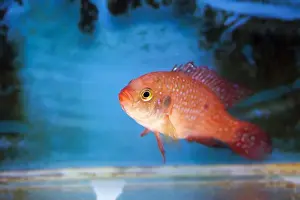 Aquatic Animal Prints: Blood-Red Jewel Cichlid - Hemichromis lifalili