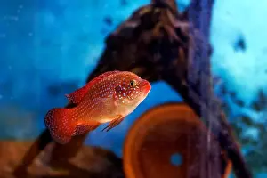 Aquatic Animal Prints: Blood-Red Jewel Cichlid - Hemichromis lifalili