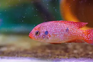 Aquatic Animal Prints: Blood-Red Jewel Cichlid - Hemichromis lifalili