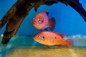 Aquatic Animal Prints: Blood-Red Jewel Cichlid - Hemichromis lifalili
