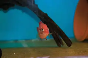 Aquatic Animal Prints: Blood-Red Jewel Cichlid - Hemichromis lifalili