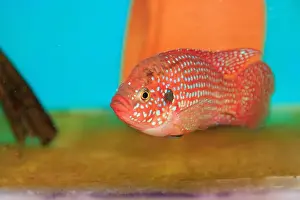 Aquatic Animal Prints: Blood-Red Jewel Cichlid - Hemichromis lifalili