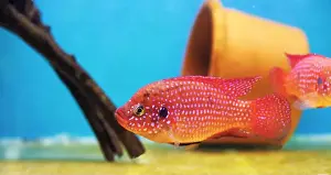 Aquatic Animal Prints: Blood-Red Jewel Cichlid - Hemichromis lifalili