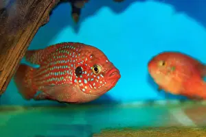 Aquatic Animal Prints: Blood-Red Jewel Cichlid - Hemichromis lifalili