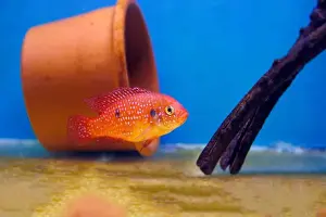 Aquatic Animal Prints: Blood-Red Jewel Cichlid - Hemichromis lifalili