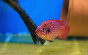Aquatic Animal Prints: Blood-Red Jewel Cichlid - Hemichromis lifalili