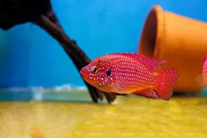 Aquatic Animal Prints: Blood-Red Jewel Cichlid - Hemichromis lifalili