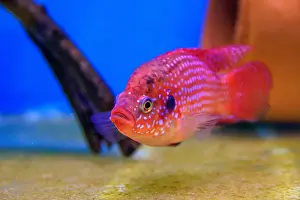 Aquatic Animal Prints: Blood-Red Jewel Cichlid - Hemichromis lifalili