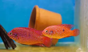 Aquatic Animal Prints: Blood-Red Jewel Cichlid - Hemichromis lifalili