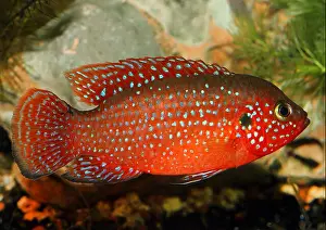 Fresh Water Prints: Blood Red Jewel fish, Blood Red Jewel (Hemichromis lifalili), swimming