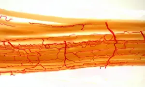 Light Micrograph Prints: Blood supply to muscles. Light micrograph (LM) showing blood supply to muscle fibers