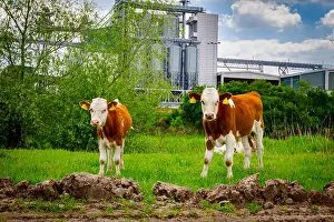 Calf Prints: Two bloodstock calves are eating