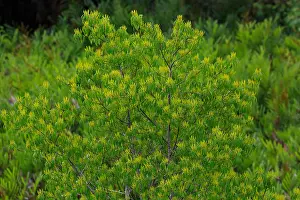 Wild Plant Prints: Full bloom Gewa (Excoecaria agallocha) trees in Sundarbans