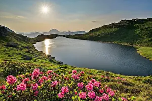 Mountain Panorama Prints: Blooming alpine roses in front of a mountain lake with Rettenstein in the background