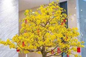 Lobby Prints: Blooming apricot blossom bonsai for Tet Holiday decoration in Vietnam