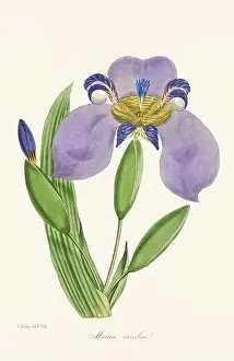 Printout Prints: Blooming Blossom: Colorful Botanical Flower Illustration in a Vintage 19th Century Style