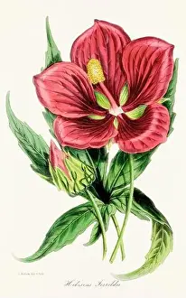 Printout Prints: Blooming Blossom: Colorful Botanical Flower Illustration in a Vintage 19th Century Style