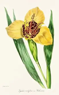 Printout Prints: Blooming Blossom: Colorful Botanical Flower Illustration in a Vintage 19th Century Style