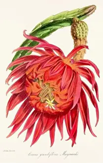 Printout Prints: Blooming Blossom: Colorful Botanical Flower Illustration in a Vintage 19th Century Style