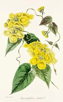 Printout Prints: Blooming Blossoms: Colorful Botanical Flower Illustration in a Vintage 19th Century Style