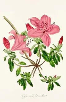 Printout Prints: Blooming Blossoms: Colorful Botanical Flower Illustration in a Vintage 19th Century Style