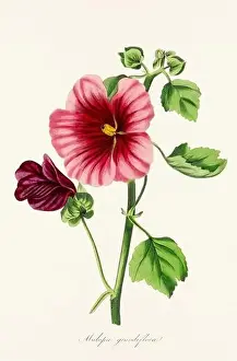 Printout Prints: Blooming Blossoms: Colorful Botanical Flower Illustration in a Vintage 19th Century Style