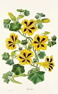 Printout Prints: Blooming Blossoms: Colorful Botanical Flower Illustration in a Vintage 19th Century Style