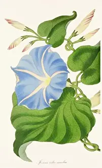 Printout Prints: Blooming Blossoms: Colorful Botanical Flower Illustration in a Vintage 19th Century Style