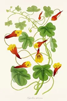 Printout Prints: Blooming Blossoms: Colorful Botanical Flower Illustration in a Vintage 19th Century Style