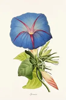 Printout Prints: Blooming Blossoms: Colorful Botanical Flower Illustration in a Vintage 19th Century Style