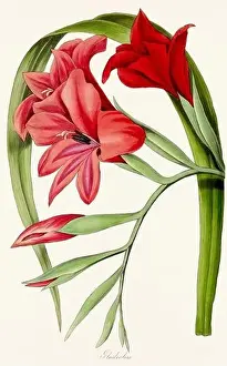Printout Prints: Blooming Blossoms: Colorful Botanical Flower Illustration in a Vintage 19th Century Style