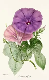 Printout Prints: Blooming Blossoms: Colorful Botanical Flower Illustration in a Vintage 19th Century Style