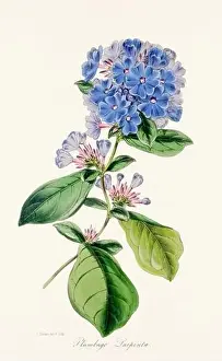 Printout Prints: Blooming Blossoms: Colorful Botanical Flower Illustration in a Vintage 19th Century Style