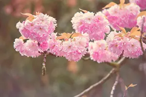 Airy Prints: Blooming cherry tree Sakura in Spring