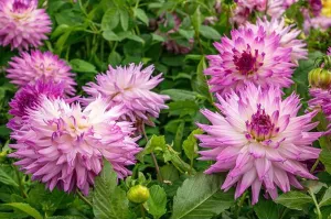 Dahlia Prints: Blooming dahlias (Dahlia) on the island of Mainau